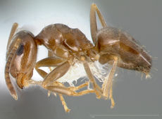 Lasius crypticus casent0005402 profile 1.jpg