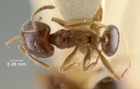 MCZ-ENT00020690 Pheidole hyatti-had.jpg