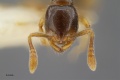 MCZ-ENT00517080 Monomorium sp7 hef.jpg