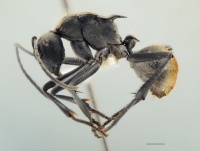 Polyrhachis burwelli side.jpg