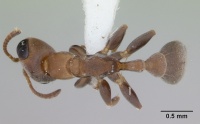 Pseudomyrmex oki lacm ent 142544 dorsal 1.jpg