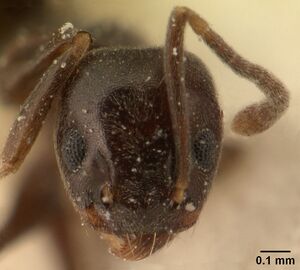 Technomyrmex difficilis casent0101080 head 1.jpg