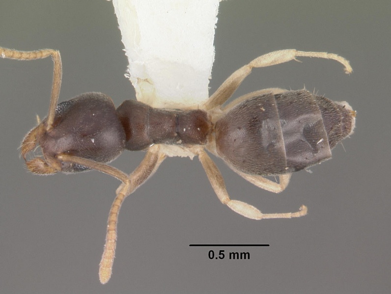 File:Technomyrmex pallipes casent0102321 dorsal 1.jpg