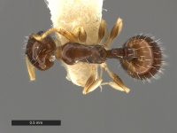 Temnothorax-tuscaloosae-Syntype-MCZ001D.jpg