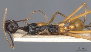 Aphaenogaster loriai casent0904189 d 1 high.jpg