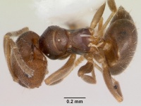 Brachymyrmex obscurior casent0104889 dorsal 1.jpg