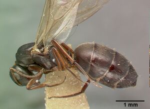 Camponotus planus castype00457-03 profile 1.jpg