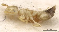 Crematogaster quadriruga casent0902116 p 1 high.jpg