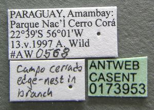 Crematogaster victima casent0173953 label 1.jpg