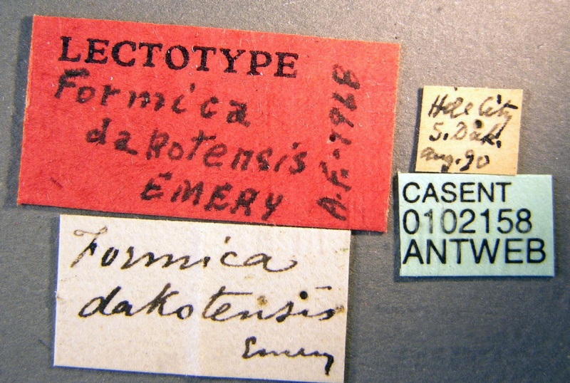 File:Formica dakotensis casent0102158 label 1.jpg