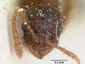 Monomorium sechellense casent0101272 head 1.jpg