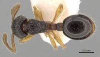 Myrmecina nipponica casent0281804 d 1 high.jpg