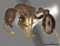 Myrmica vittata P casent0900334.jpg