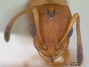 Nesomyrmex angulatus casent0178297 head 1.jpg