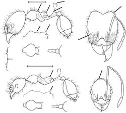 Pheidole aciculata Wilson 2003.jpg