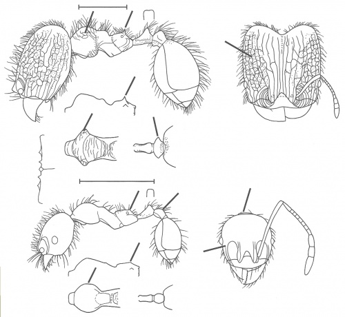 Pheidole arachnion Wilson 2003.jpg