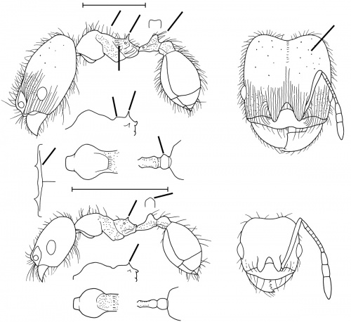 Pheidole macrops Wilson 2003.jpg