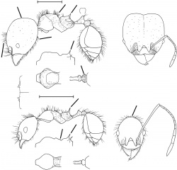 Pheidole pepo Wilson 2003.jpg