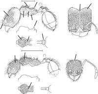 Pheidole traini Wilson 2003.jpg