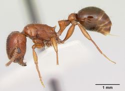 Pogonomyrmex odoratus casent0103395 profile 1.jpg