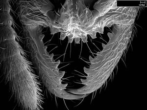 Stigmatomma bolabola casent0034744 h 8 high.jpg