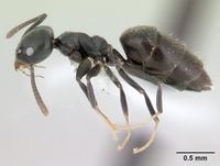 Technomyrmex albipes casent0178469 profile 1.jpg