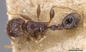 Tetramorium-lucayanum-waelbroeki had.jpg