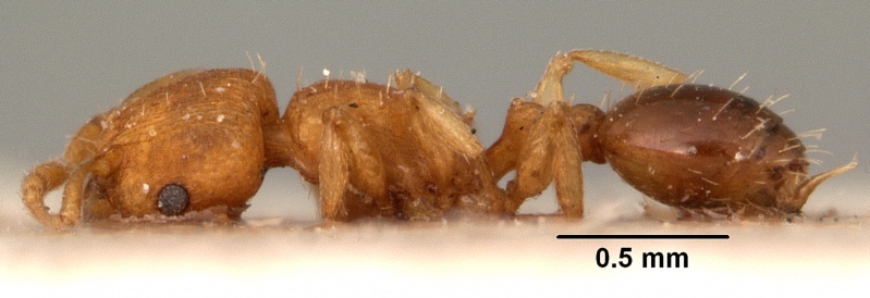 File:Tetramorium simillimum casent0101495 profile 1.jpg