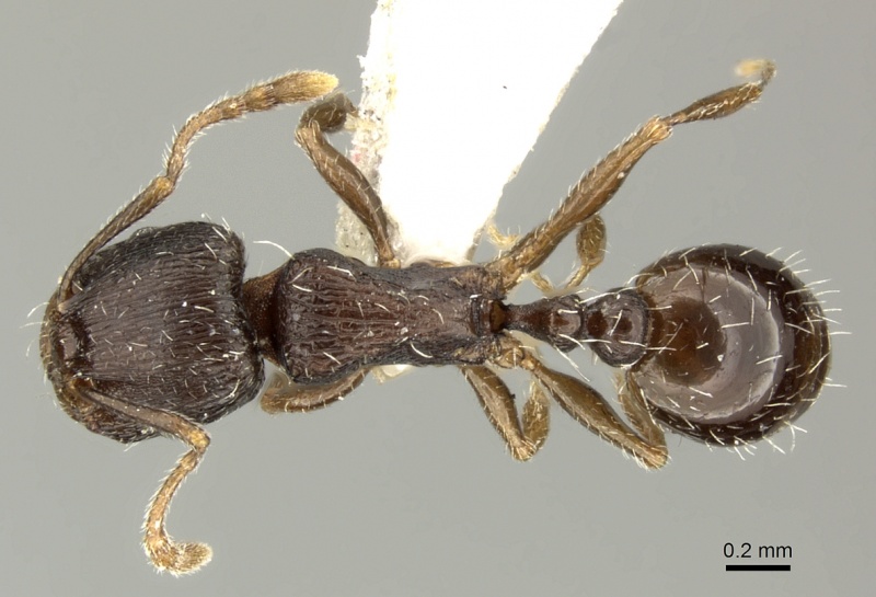 File:Tetramorium sulcinode casent0906720 d 1 high.jpg