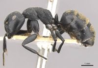 Camponotus foraminosus casent0910479 p 1 high.jpg