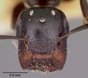 Camponotus papago casent0104681 head 1.jpg