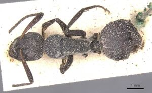 Camponotus perrisii casent0911849 d 1 high.jpg