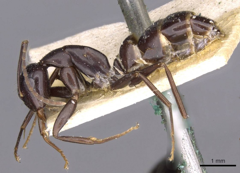 File:Camponotus picipes casent0910015 p 1 high.jpg