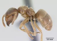 Lasius flavus casent0173167 profile 1.jpg