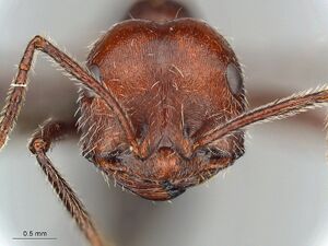 MCZ ENT Ocymyrmex phraxus hef.jpg