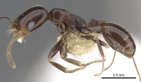 Monomorium alamarum casent0902183 p 1 high.jpg