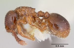 Myrmecina americana casent0103137 profile 1.jpg