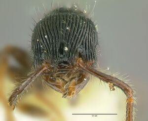 Myrmecina transversa hef.jpg