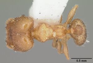 Pheidole bicarinata casent0104282 dorsal 1.jpg