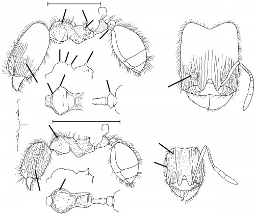 Pheidole furtiva Wilson 2003.jpg