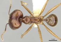 Pheidole montana casent0281649 d 1 high.jpg