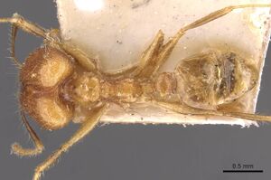 Pheidole plinii casent0907938 d 1 high.jpg