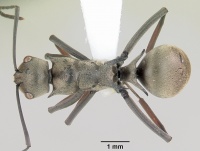 Polyrhachis aberrans casent0103181 dorsal 1.jpg