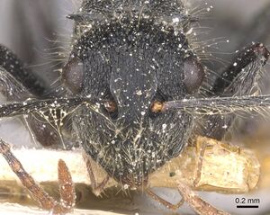 Polyrhachis lanuginosa casent0912125 h 1 high.jpg