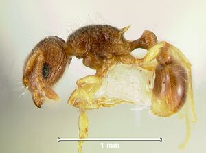 Tetramorium-kraepeliniL6.3.jpg