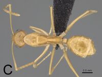 Camponotus mahafaly 66c.jpg