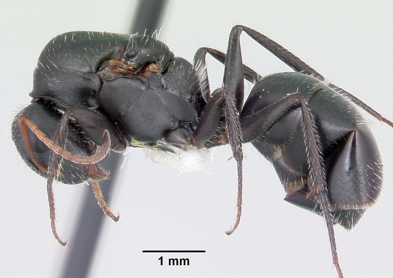 File:Camponotus mina casent0104759 profile 1.jpg