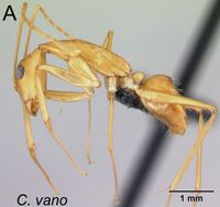 Camponotus vano 77a.jpg