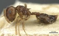 Crematogaster juventa casent0912802 p 1 high.jpg