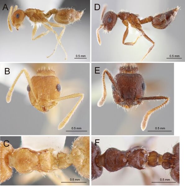 File:Crematogaster rothneyi F3.jpg